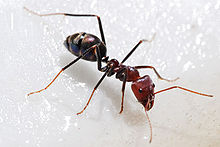 220px-Meat_eater_ant_feeding_on_honey02